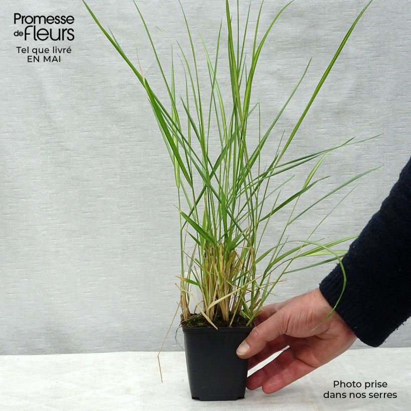 Amostra de Calamagrostis acutiflora Avalanche Vaso de 8/9 cm tal como entregue na primavera