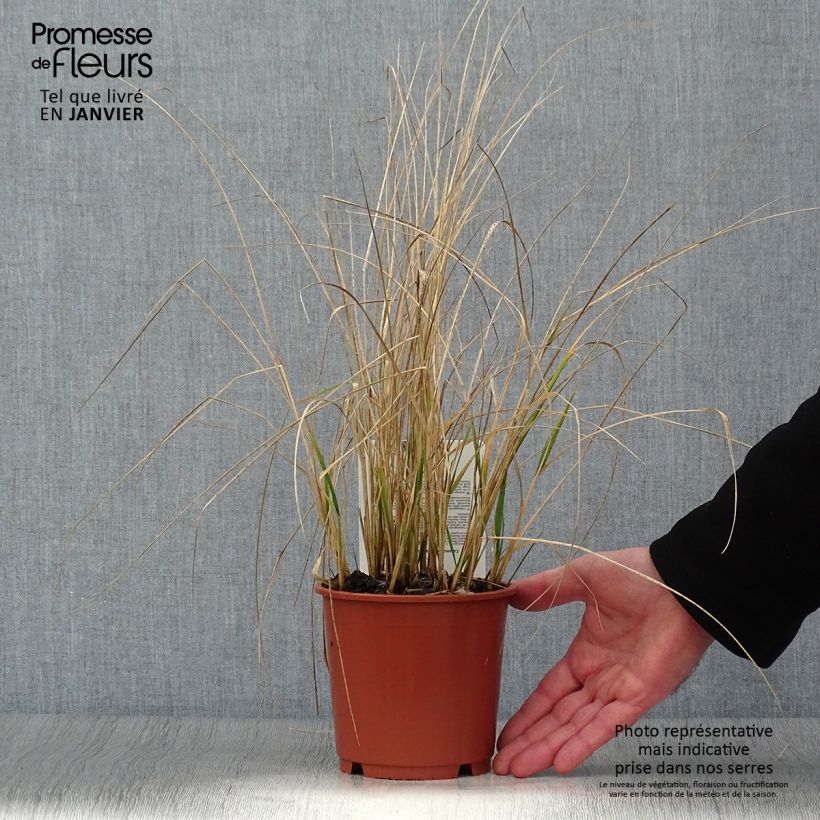 Amostra de Calamagrostis acutiflora Avalanche - Calamagrostide Vaso de 1 L/1,5 L tal como entregue no inverno