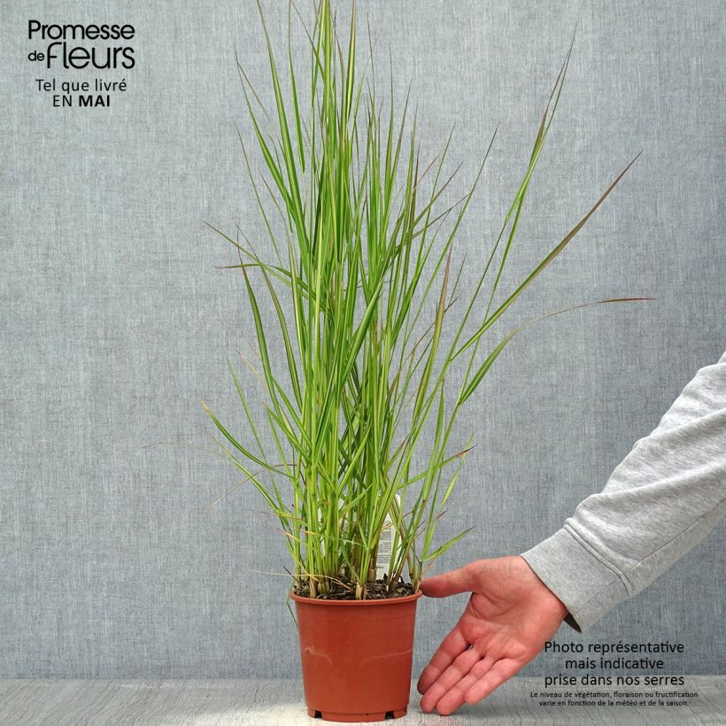 Amostra de Calamagrostis acutiflora Avalanche Vaso de 1 L/1,5 L tal como entregue na primavera