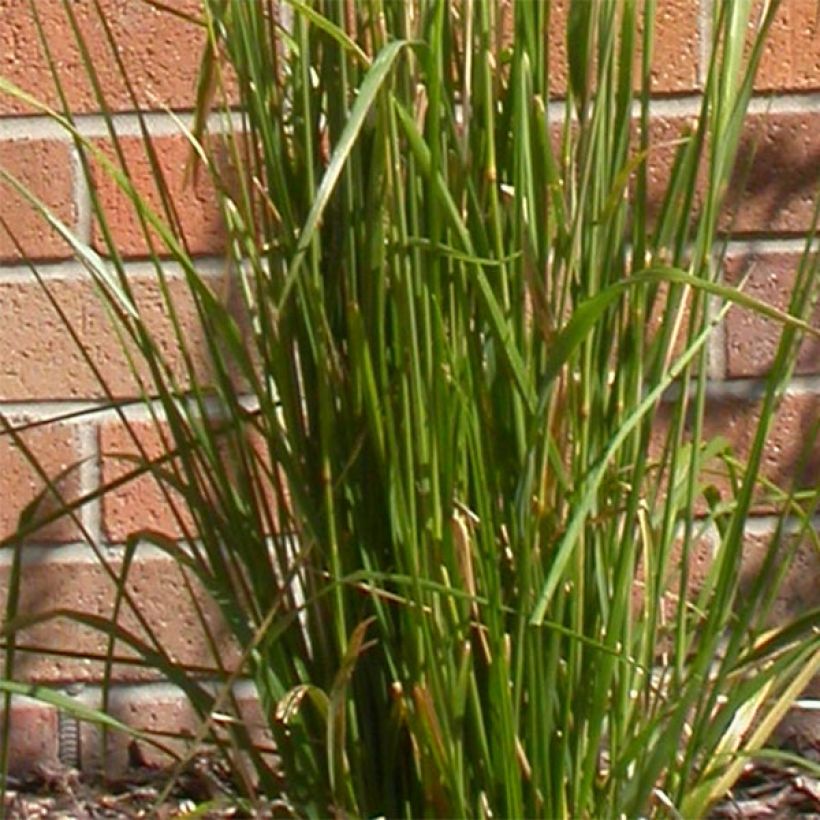 Calamagrostis acutiflora Karl Foerster (Folhagem)