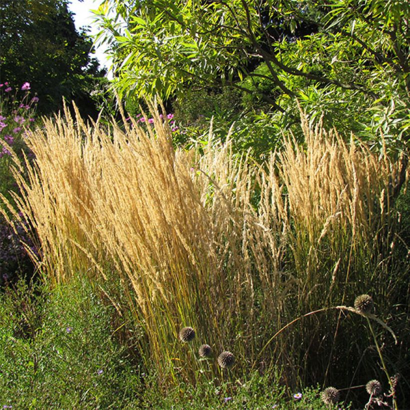 Calamagrostis acutiflora Karl Foerster (Floração)