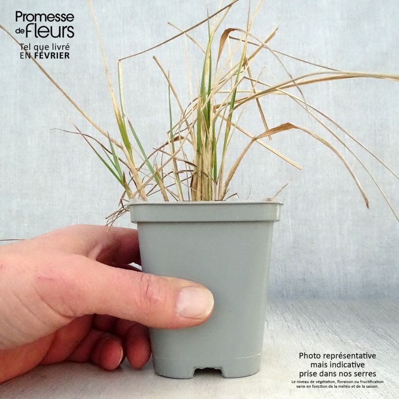 Amostra de Calamagrostis acutiflora Karl Foerster Vaso de 8/9 cm tal como entregue no inverno
