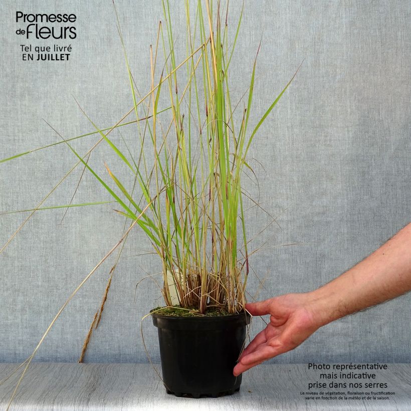 Amostra de Calamagrostis acutiflora Karl Foerster Vaso de 2 L/3 L tal como entregue no verão