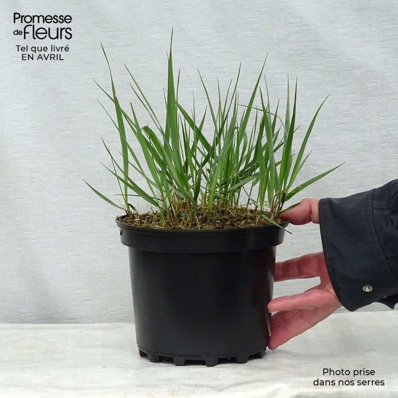 Amostra de Calamagrostis acutiflora Karl Foerster Vaso de 2 L/3 L tal como entregue na primavera