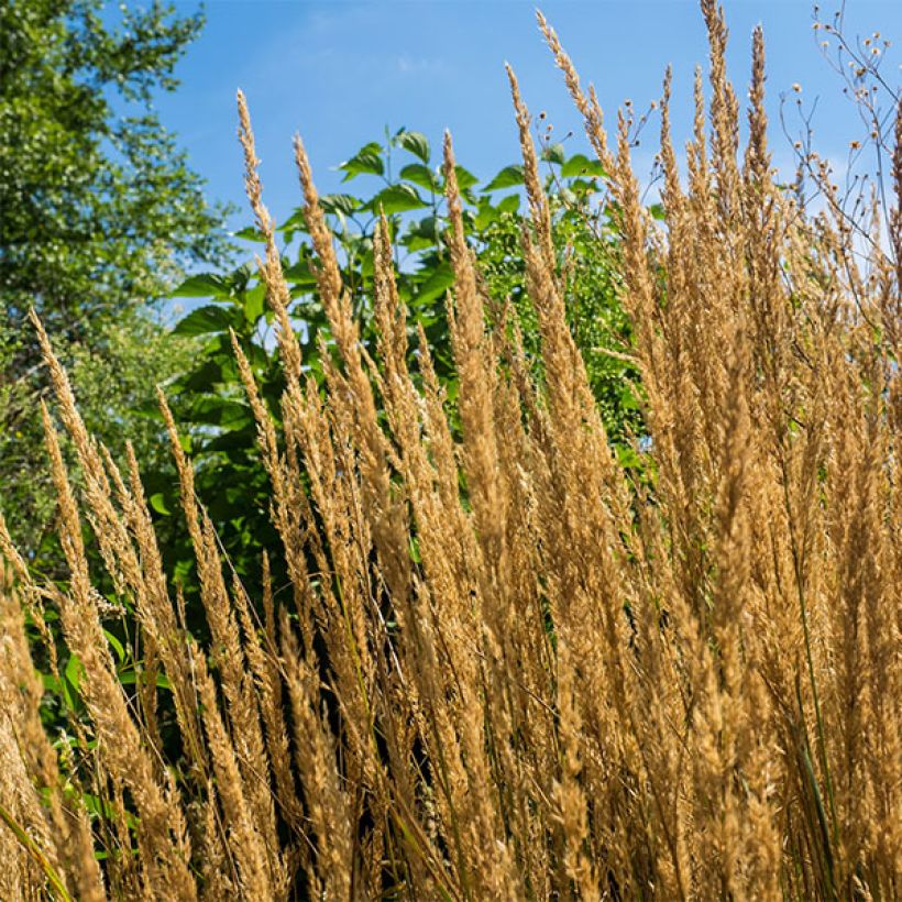 Calamagrostis acutiflora Overdam (Floração)