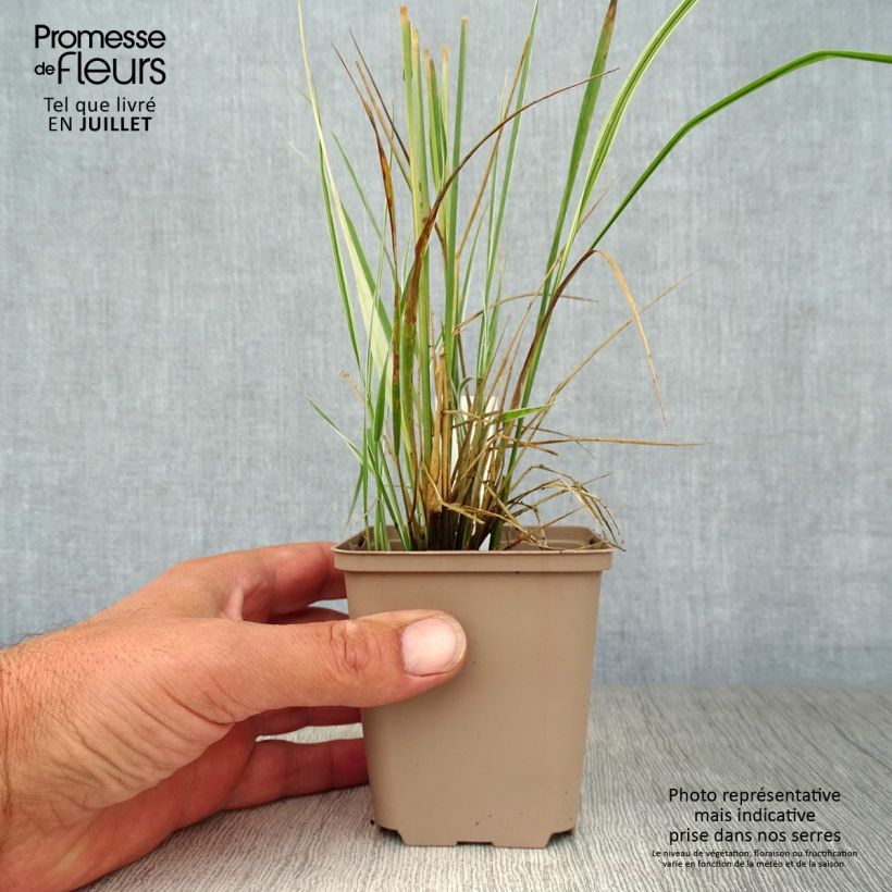 Amostra de Calamagrostis acutiflora Overdam Vaso de 8/9 cm tal como entregue no verão