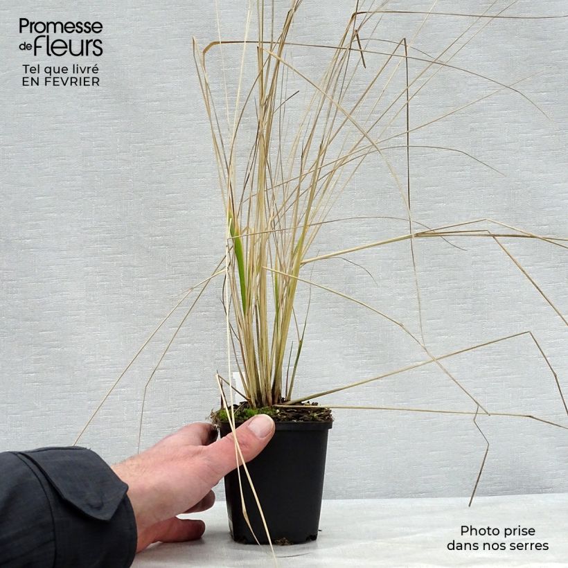 Amostra de Calamagrostis acutiflora Overdam - Calamagrostide Vaso de 8/9 cm tal como entregue no inverno
