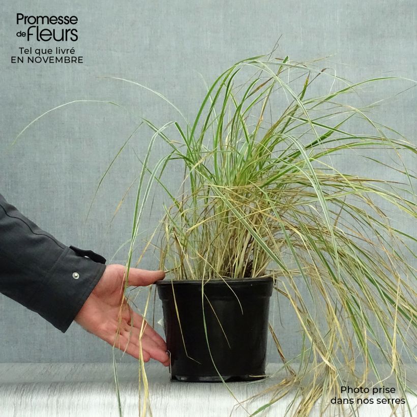 Amostra de Calamagrostis acutiflora Overdam Vaso de 2 L/3 L tal como entregue no outono