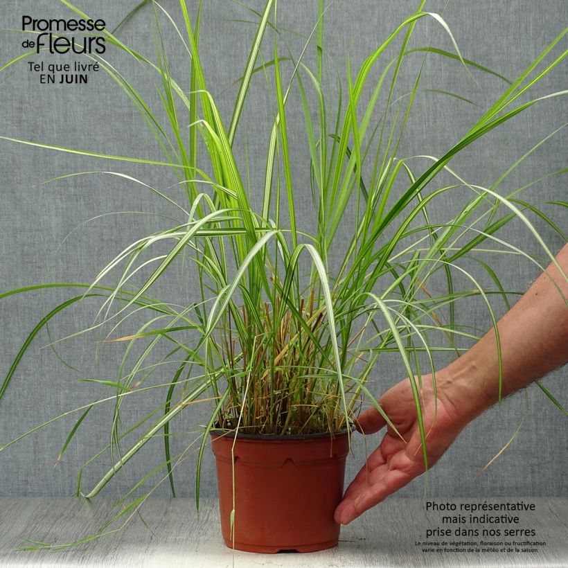 Amostra de Calamagrostis acutiflora Overdam Vaso de 2 L/3 L tal como entregue no verão