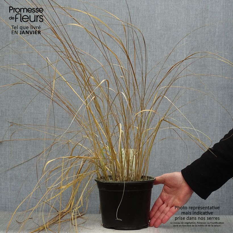 Amostra de Calamagrostis acutiflora Overdam - Calamagrostide Vaso de 2 L/3 L tal como entregue no inverno