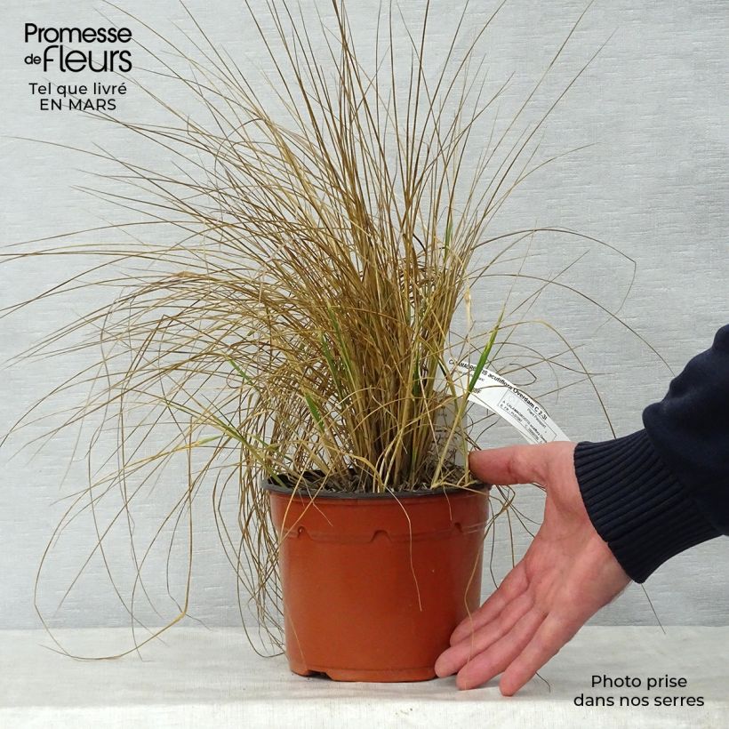 Amostra de Calamagrostis acutiflora Overdam Vaso de 2 L/3 L tal como entregue na primavera