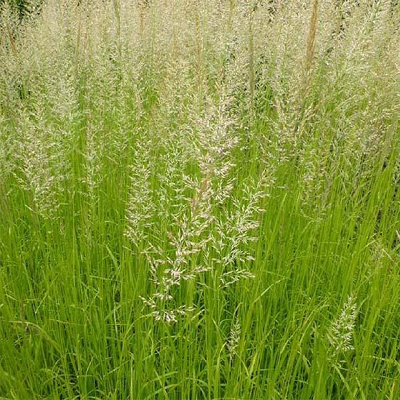 Calamagrostis acutiflora Waldenbuch (Floração)