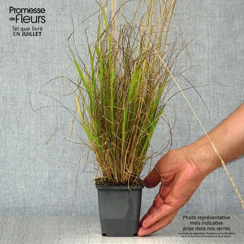 Amostra de Calamagrostis acutiflora Waldenbuch Vaso de 8/9 cm tal como entregue no verão