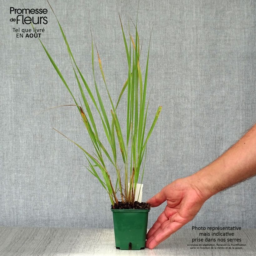 Amostra de Calamagrostis brachytricha Vaso de 8/9 cm tal como entregue no verão