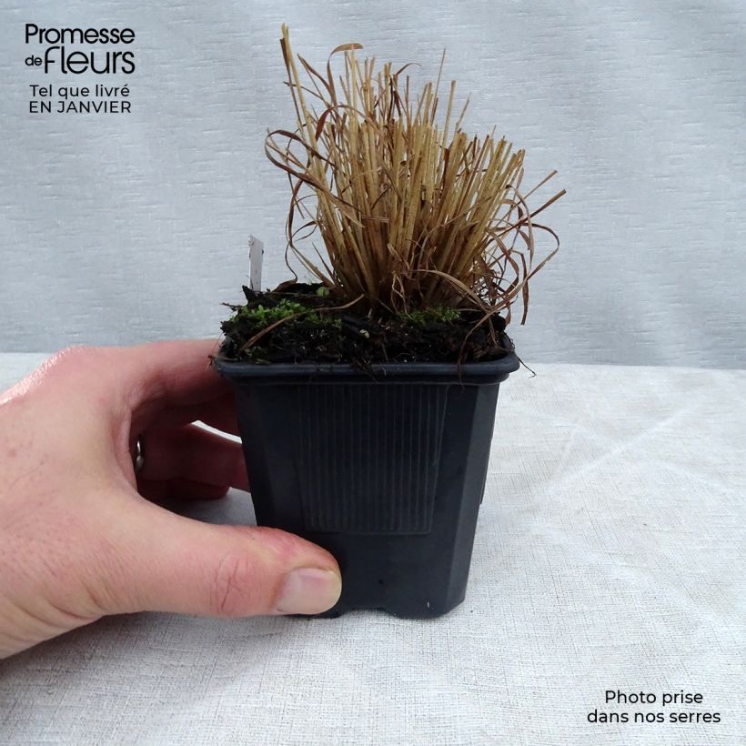 Amostra de Calamagrostis brachytricha Vaso de 8/9 cm tal como entregue no inverno