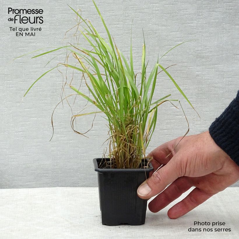 Amostra de Calamagrostis brachytricha Vaso de 8/9 cm tal como entregue na primavera