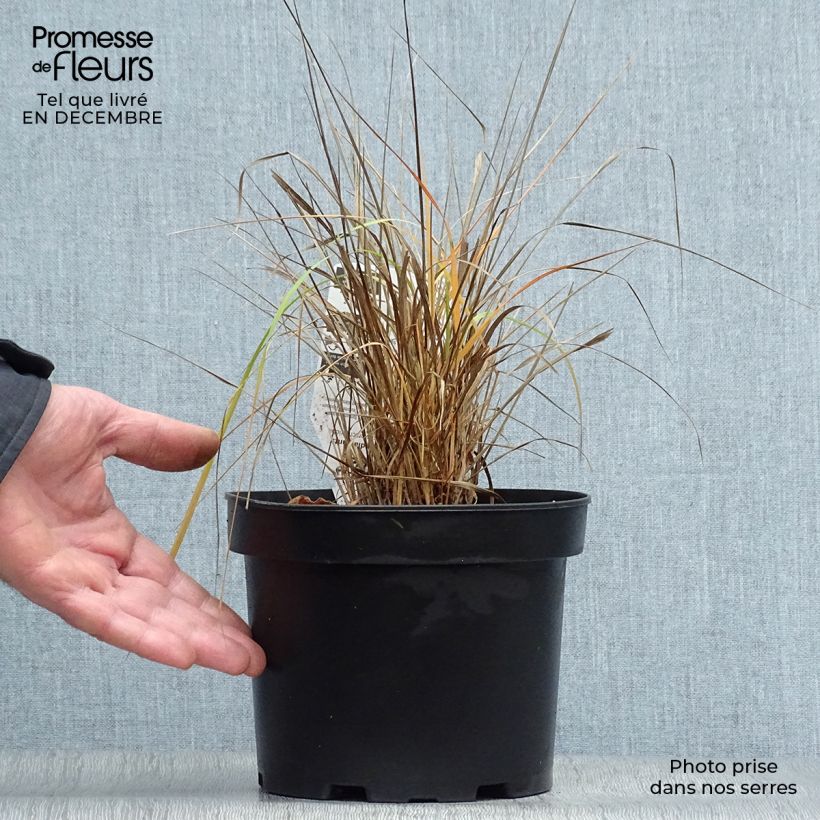 Amostra de Calamagrostis brachytricha Vaso de 3 L/4 L tal como entregue no inverno