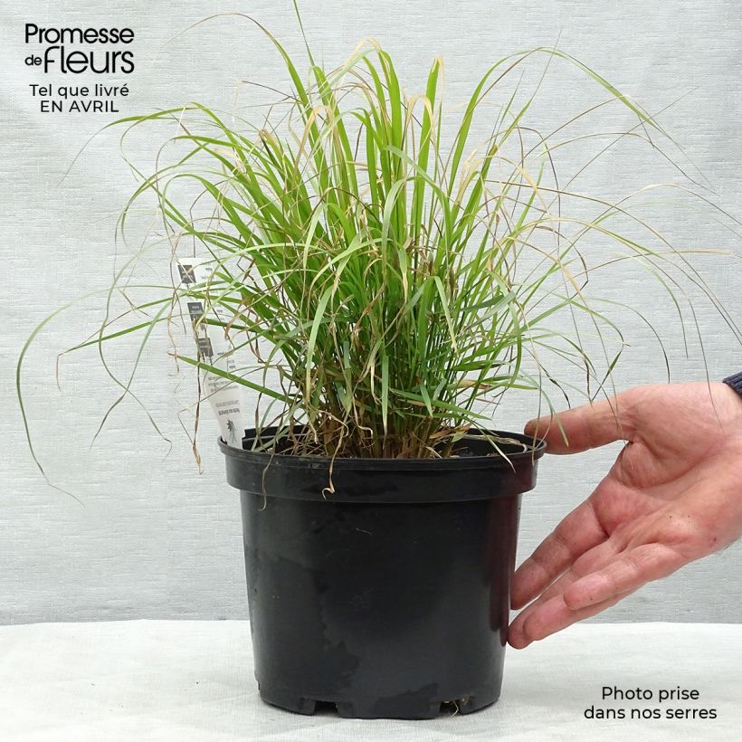 Amostra de Calamagrostis brachytricha Vaso de 3 L/4 L tal como entregue na primavera
