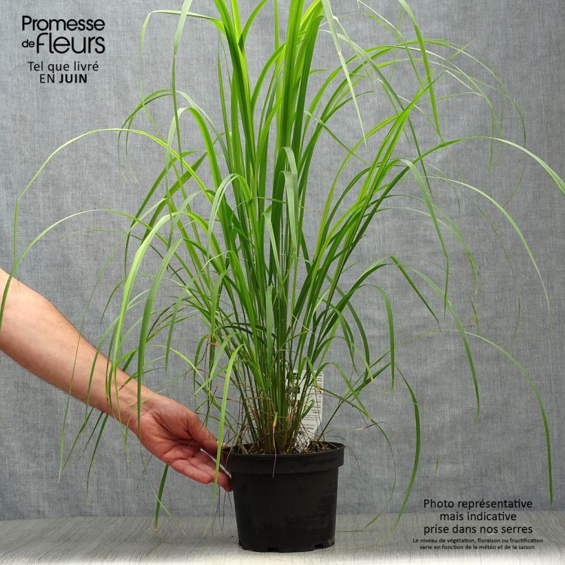 Amostra de Calamagrostis brachytricha Vaso de 3 L/4 L tal como entregue no verão