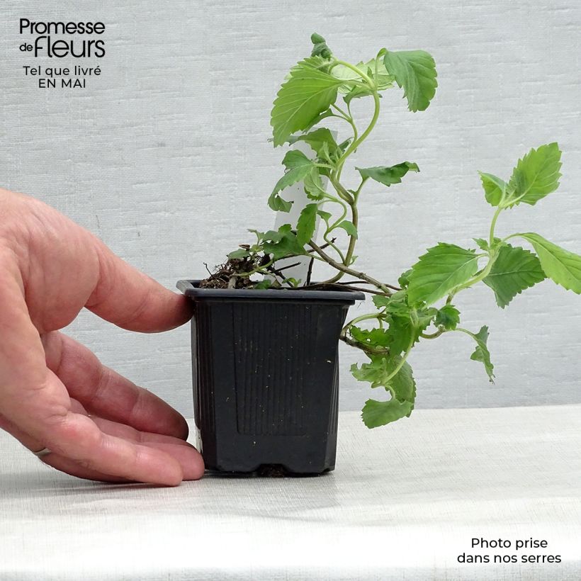 Amostra de Calamintha grandiflora Vaso de 8/9 cm tal como entregue na primavera