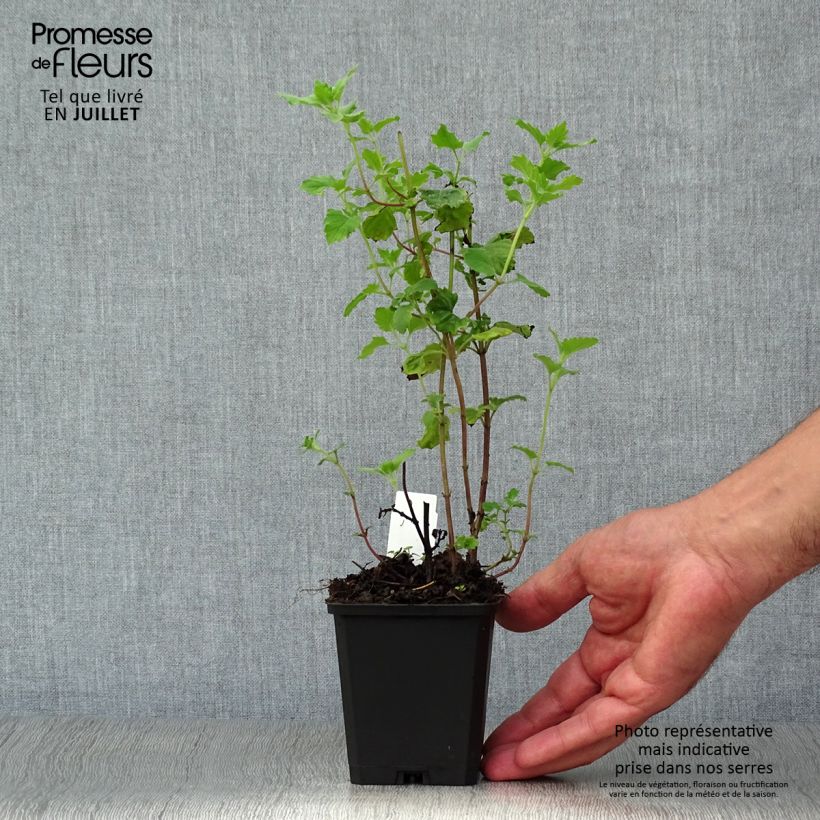 Amostra de Calamintha grandiflora Vaso de 8/9 cm tal como entregue no verão