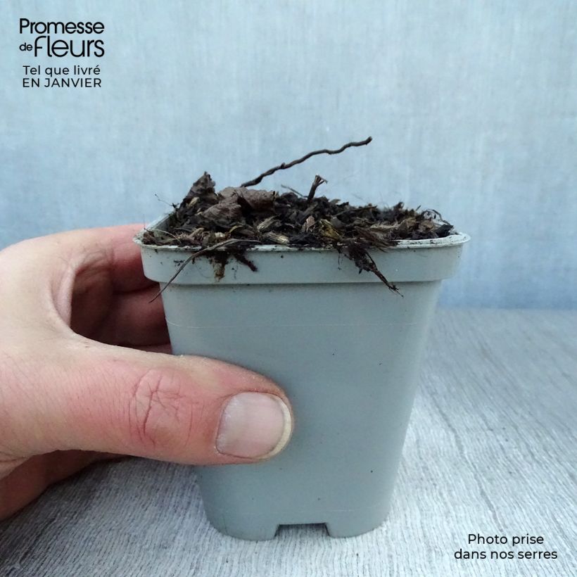 Amostra de Calamintha grandiflora Vaso de 8/9 cm tal como entregue no inverno