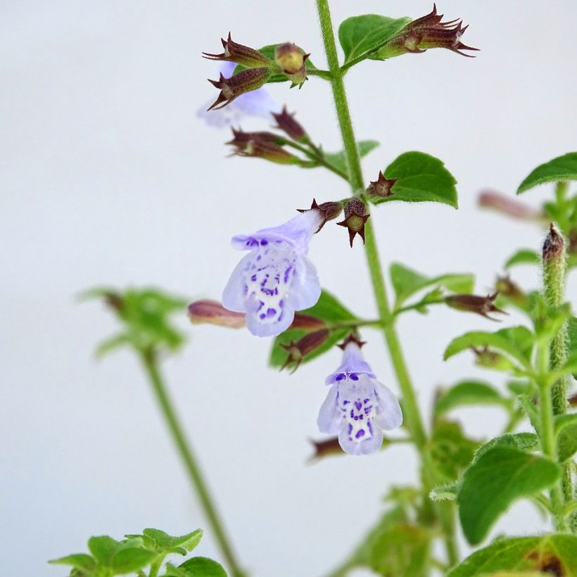Calamintha nepeta (Floração)
