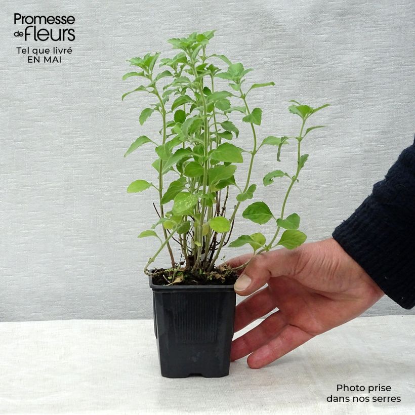 Amostra de Calamintha nepeta Vaso de 8/9 cm tal como entregue na primavera