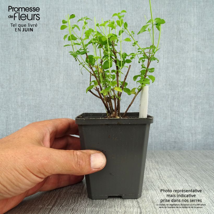 Amostra de Calamintha nepeta Vaso de 8/9 cm tal como entregue no verão