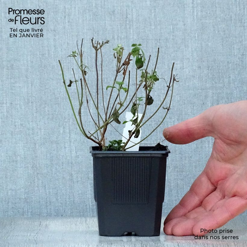 Amostra de Calamintha nepeta Vaso de 8/9 cm tal como entregue no inverno