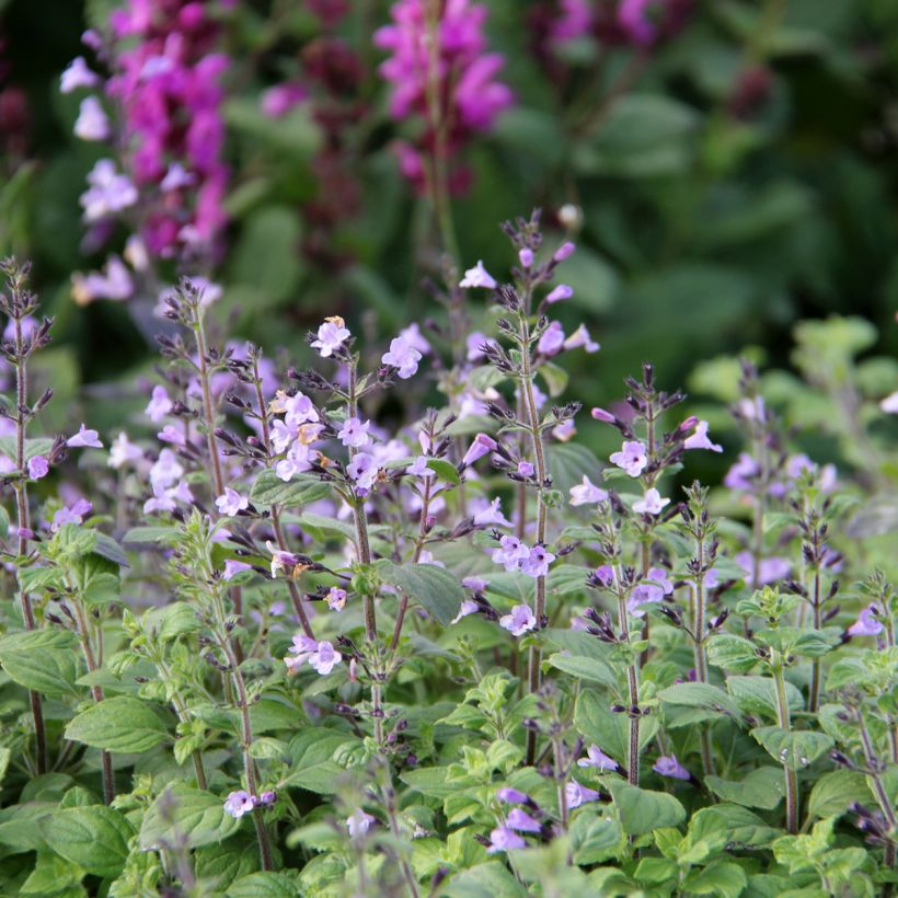 Calamintha nepeta Marvelette Blue - Calamento (Floração)