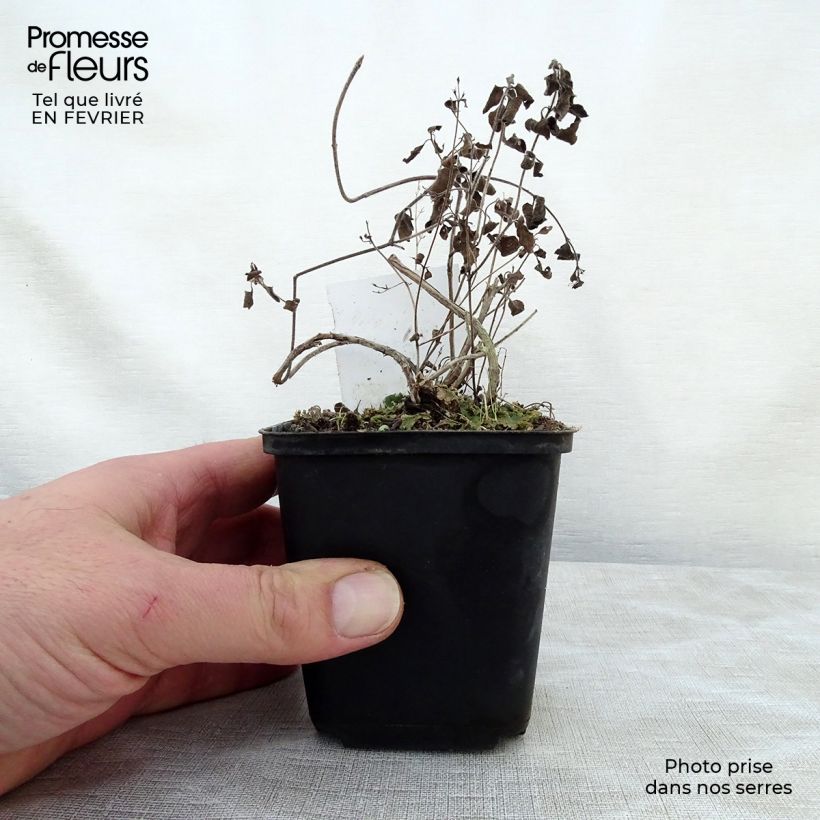 Amostra de Calamintha nepeta Weisser Riese - Calament Vaso de 8/9 cm tal como entregue no inverno