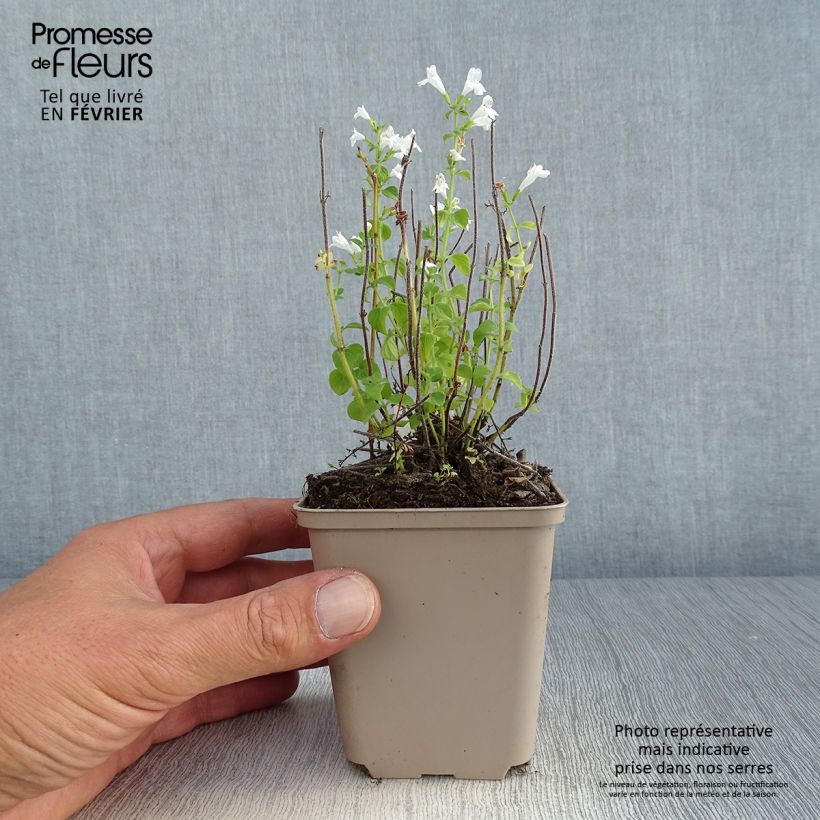 Amostra de Calamintha nepeta Weisser Riese Vaso de 8/9 cm tal como entregue no outono