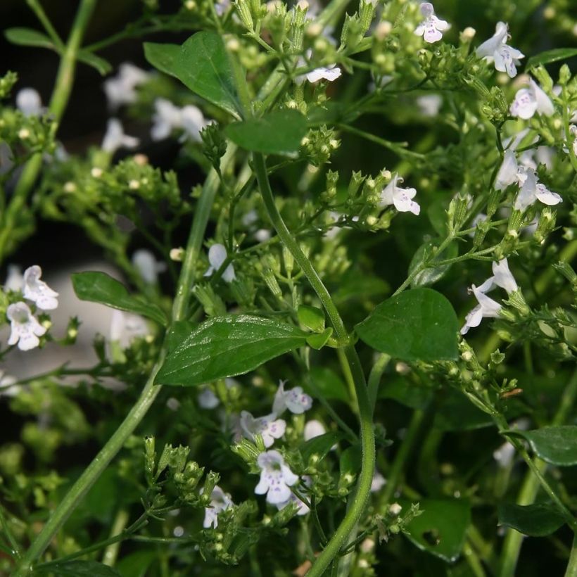 Calamintha nepeta White Cloud (Folhagem)