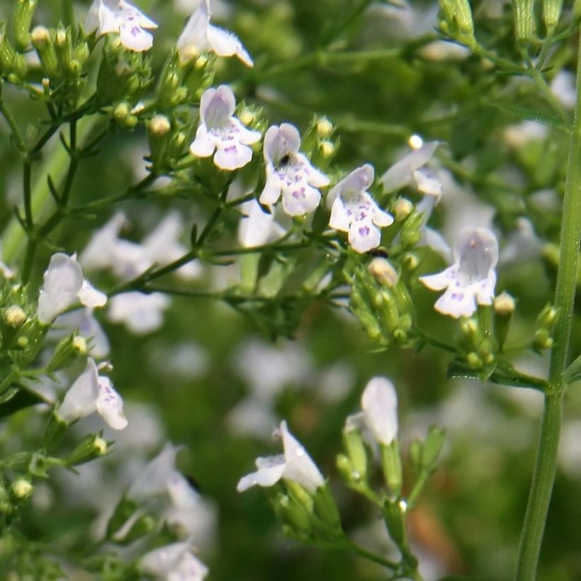 Calamintha nepeta White Cloud (Floração)