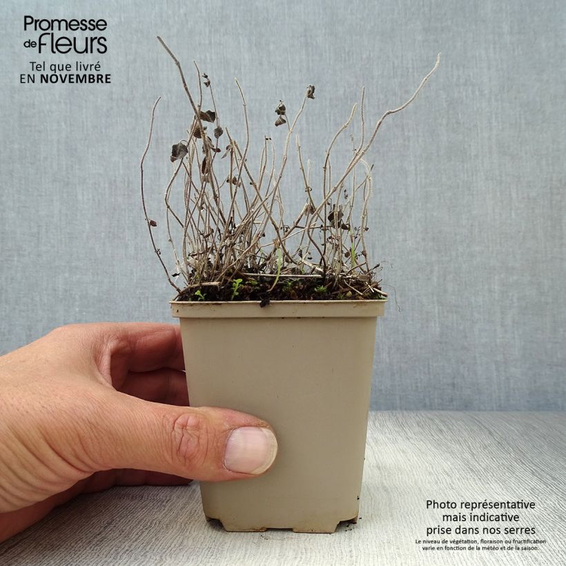Amostra de Calamintha nepeta White Cloud Vaso de 8/9 cm tal como entregue no outono