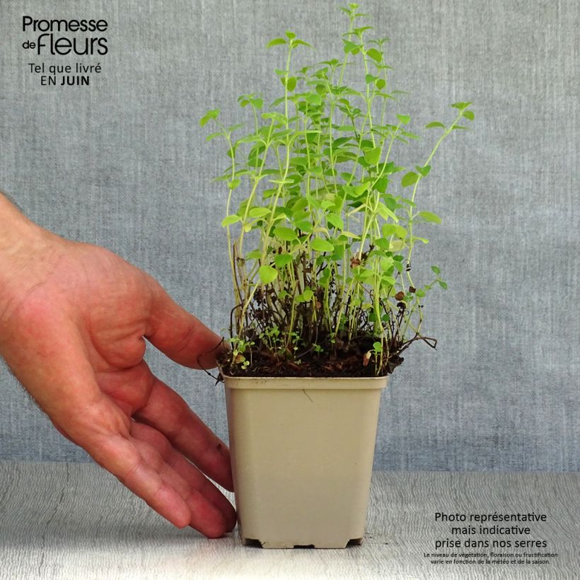 Amostra de Calamintha nepeta White Cloud Vaso de 8/9 cm tal como entregue no verão