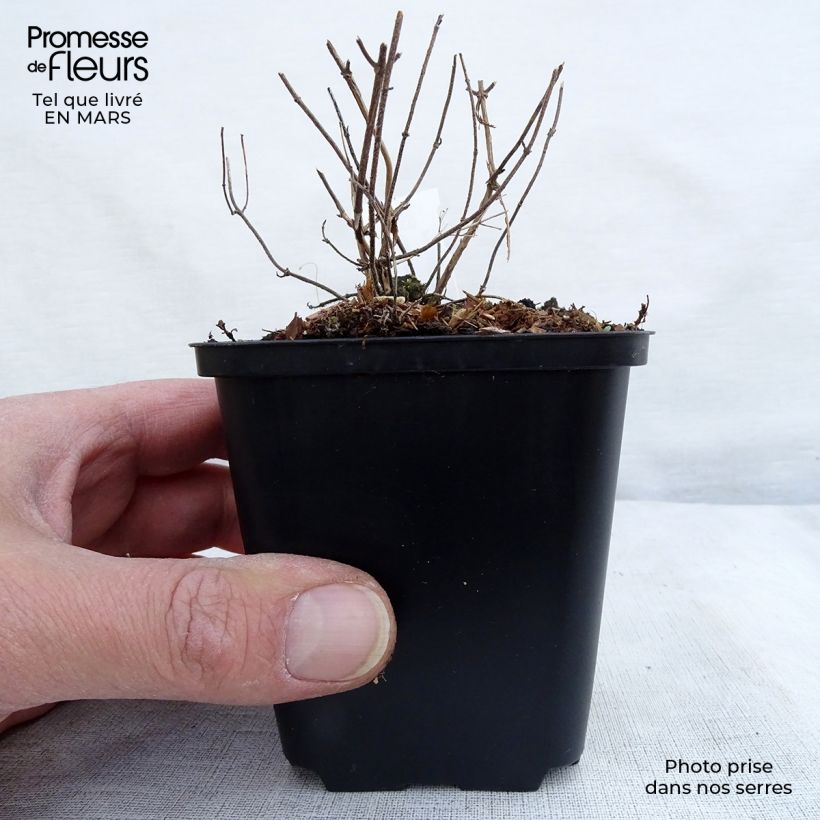 Amostra de Calamintha nepeta White Cloud Vaso de 8/9 cm tal como entregue no inverno