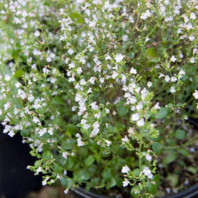 Calamintha sylvatica Menthe (Hábito)