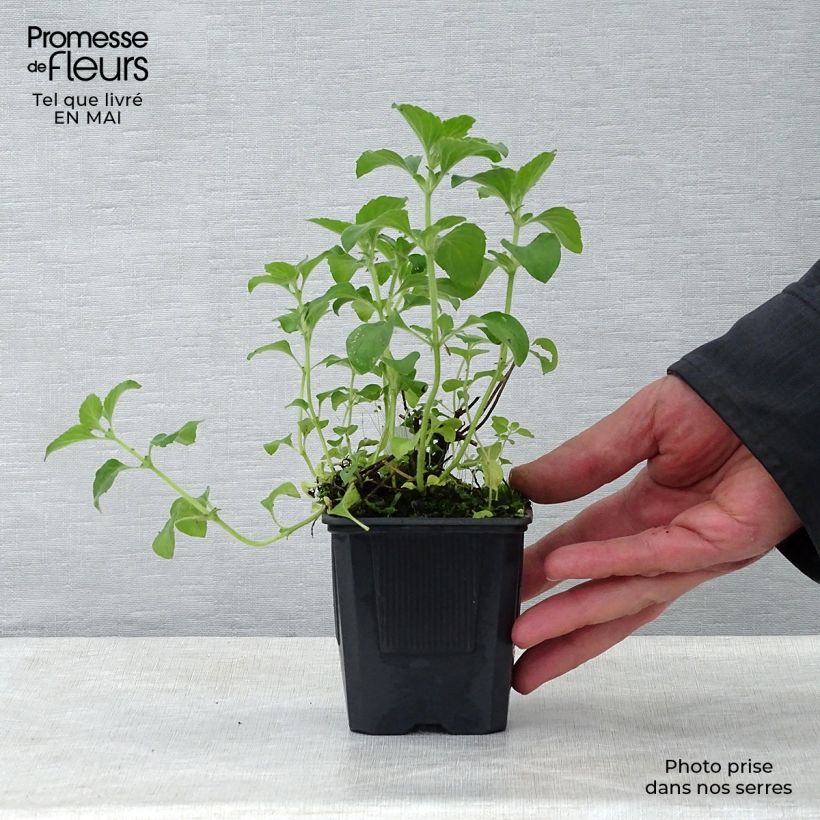 Amostra de Calamintha sylvatica Menthe Vaso de 8/9 cm tal como entregue na primavera