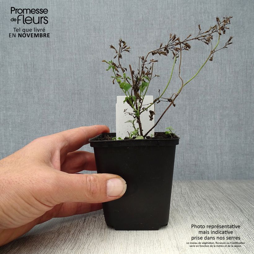 Amostra de Calamintha sylvatica Menthe Vaso de 8/9 cm tal como entregue no outono