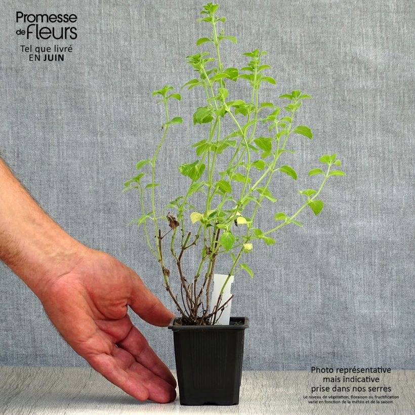 Amostra de Calamintha sylvatica Menthe Vaso de 8/9 cm tal como entregue no verão