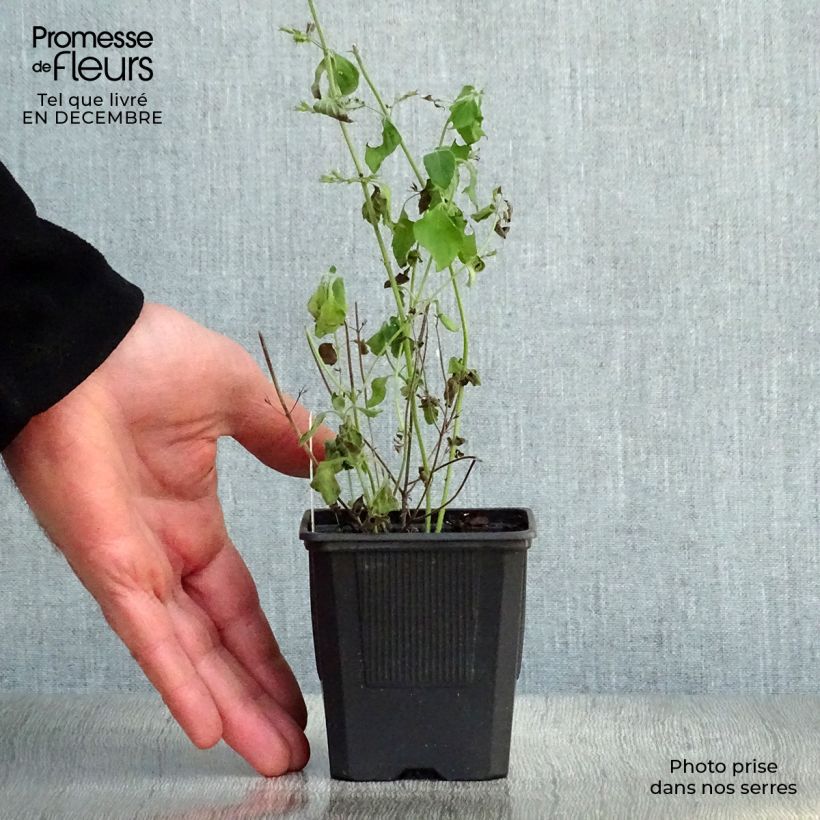 Amostra de Calamintha sylvatica Menthe Vaso de 8/9 cm tal como entregue no inverno