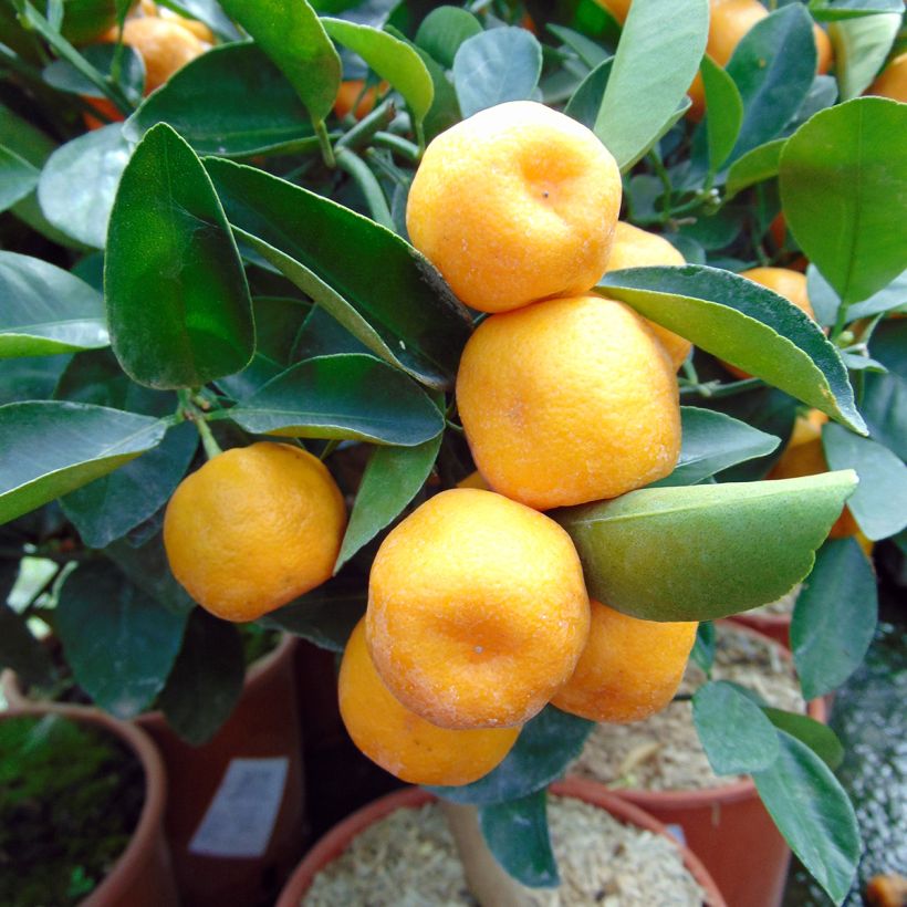 Calamondina - Citrus madurensis (mitis) (Colheita)
