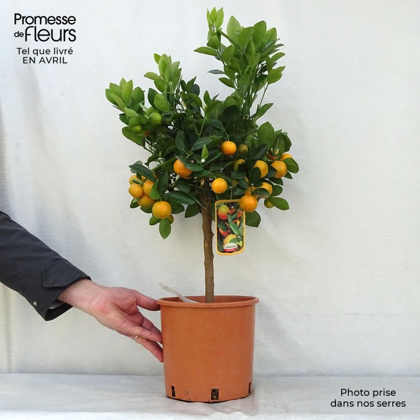 Amostra de Calamondina - Citrus madurensis (mitis) Vaso de 4 L/5 L, 1/4 de haste tal como entregue na primavera