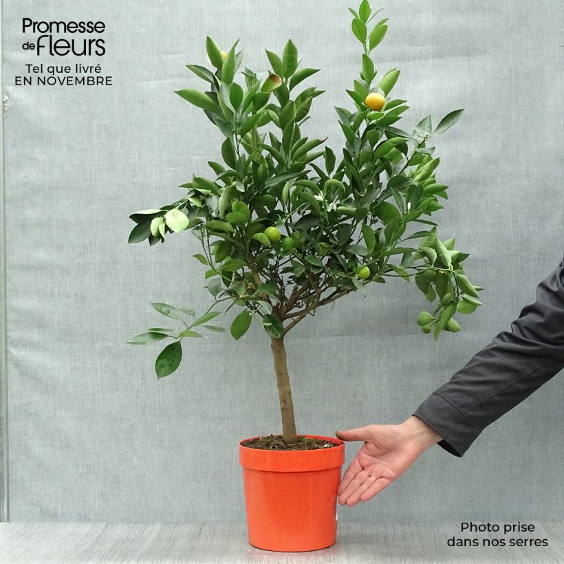 Amostra de Calamondina - Citrus madurensis (mitis) Vaso de 4 L/5 L, 1/4 de haste tal como entregue no outono