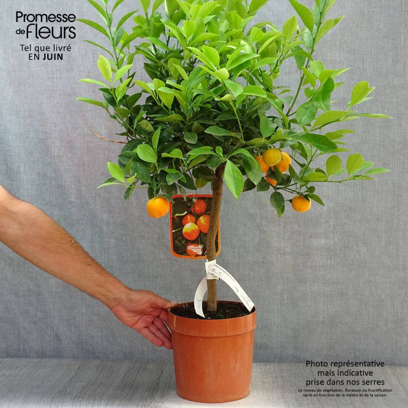 Amostra de Calamondina - Citrus madurensis (mitis) Vaso de 4 L/5 L, 1/4 de haste tal como entregue no verão
