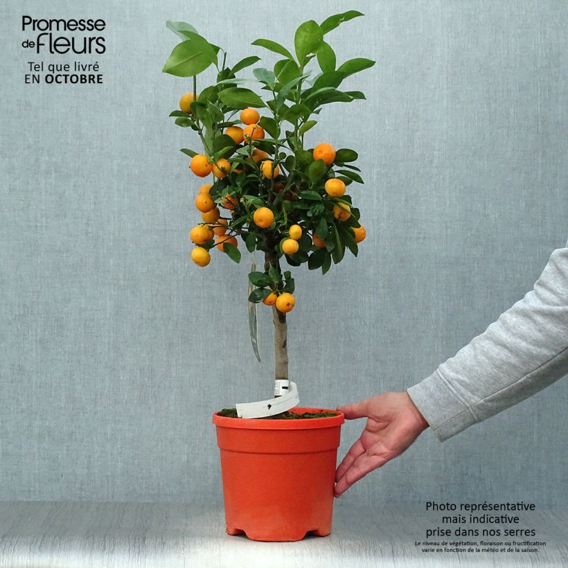 Amostra de Calamondina - Citrus madurensis (mitis) Vaso de 6 L/7 L, Haste tal como entregue no outono