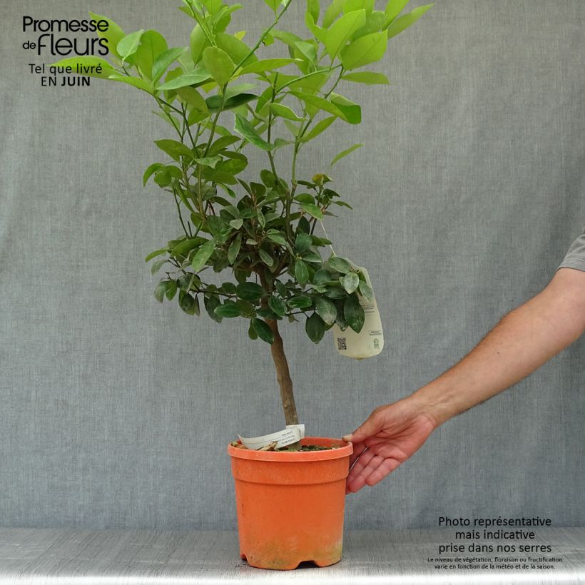 Amostra de Calamondina - Citrus madurensis (mitis) Vaso de 6 L/7 L, Haste tal como entregue no verão