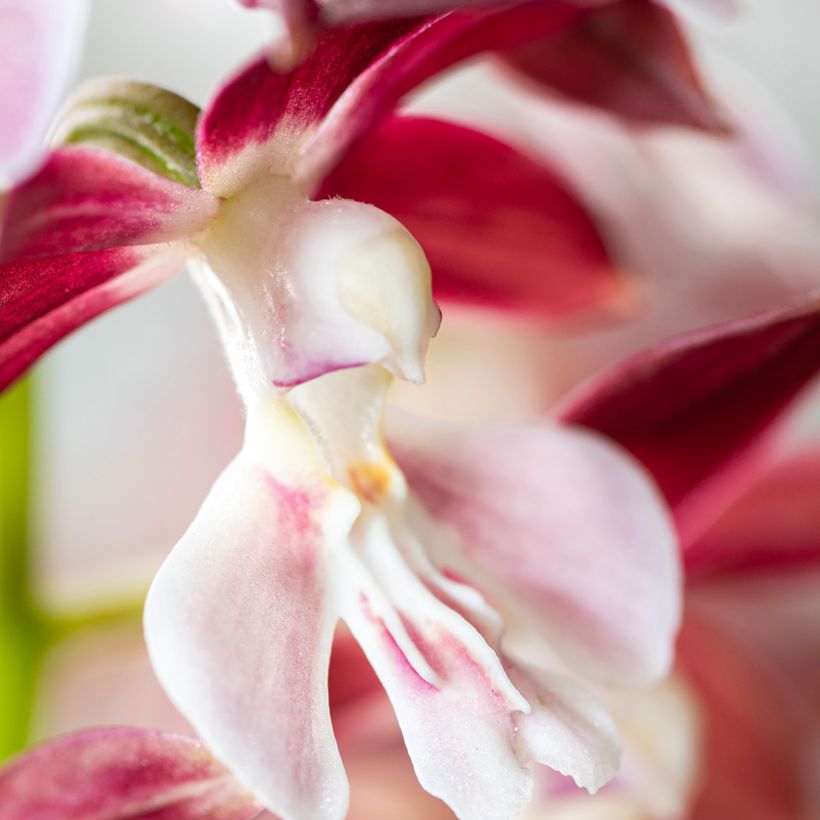 Calanthe Kozu x Tonk (Floração)